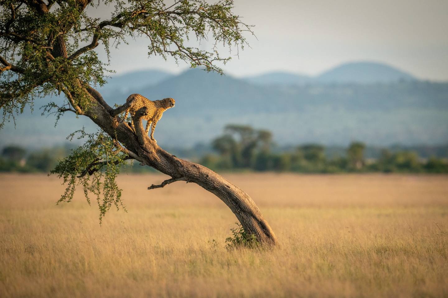 Serengeti