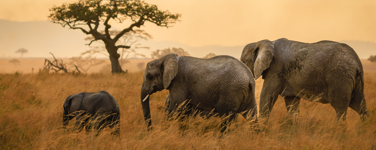 Exploring Africa 2026