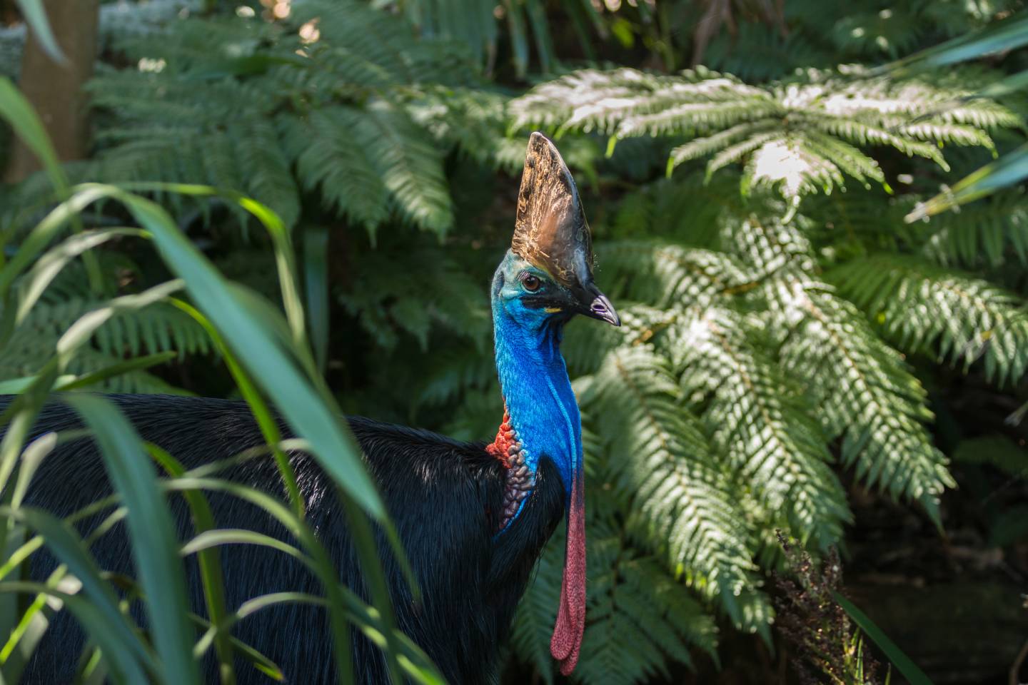 cassowary
