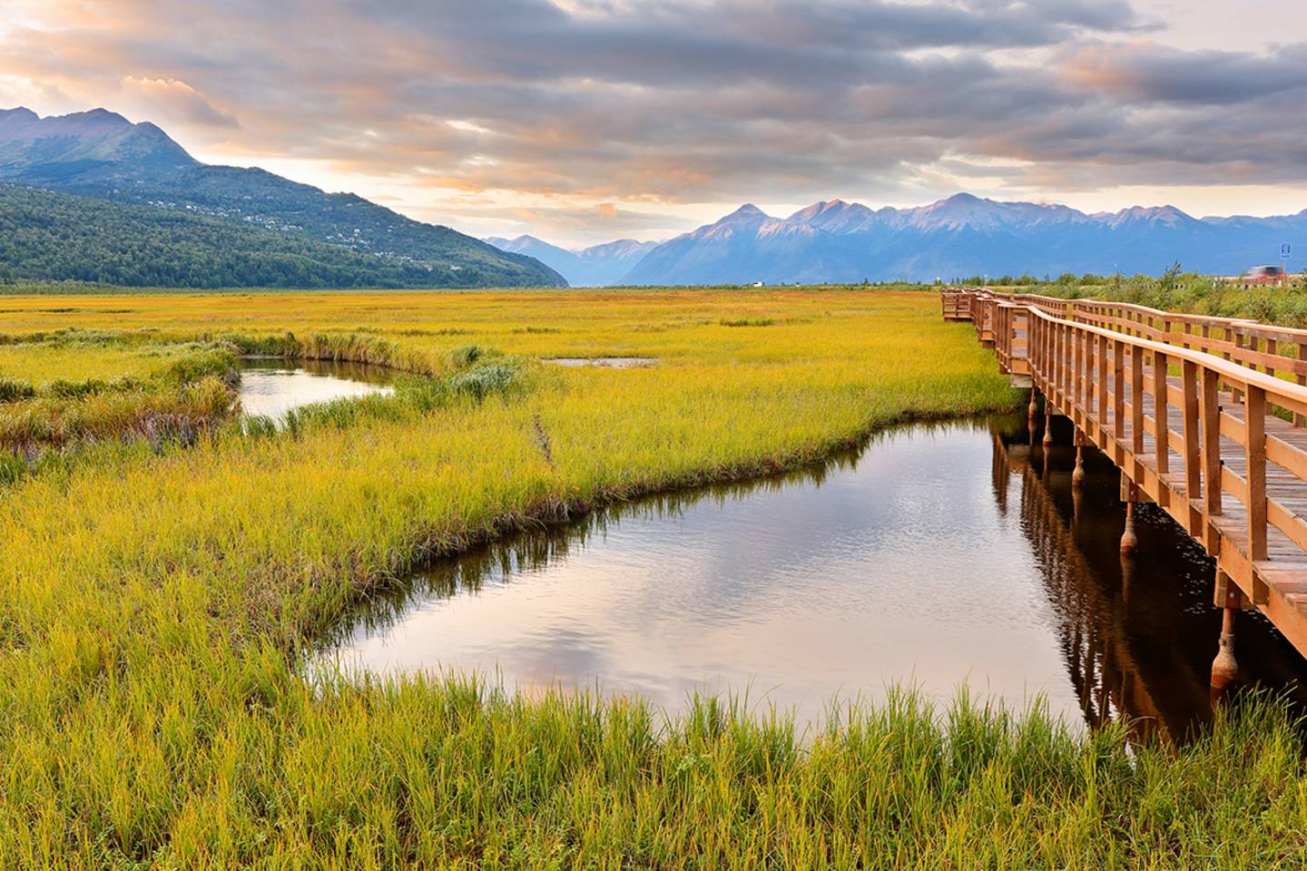 Anchorage and grazing moose
