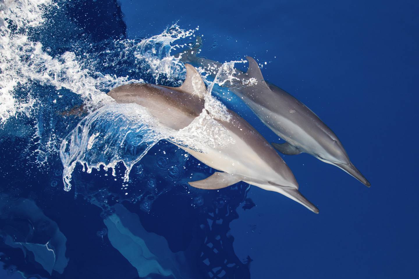 World of Wellness – May 2026