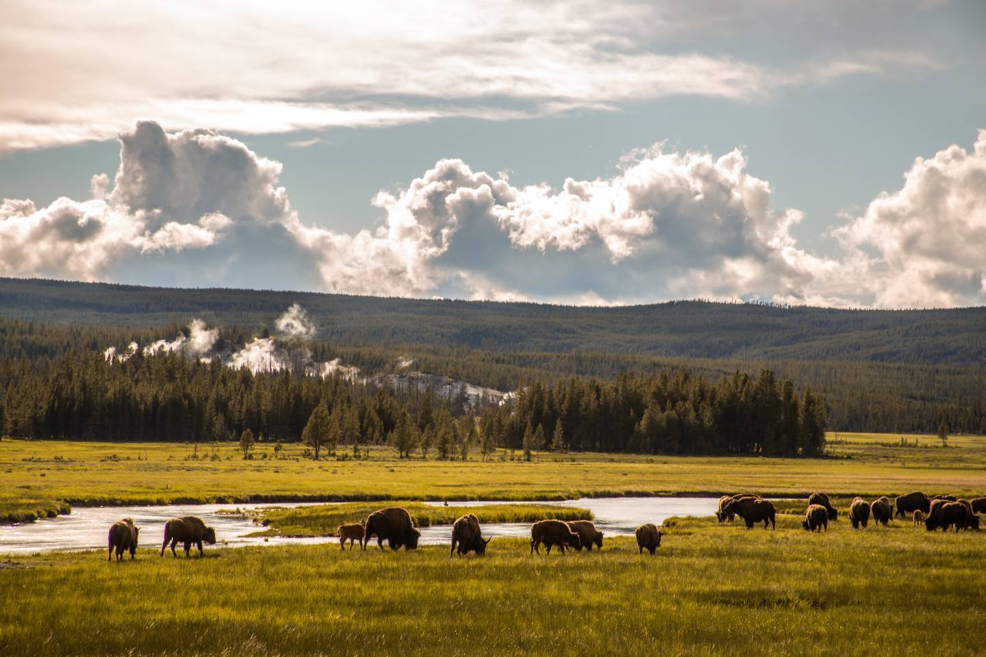 Yellowstone