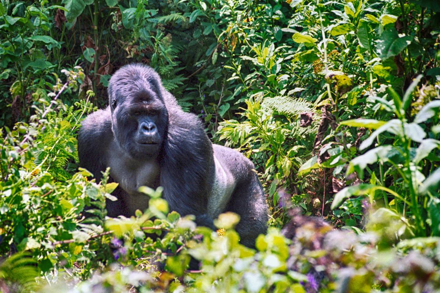 large gorilla in jungle