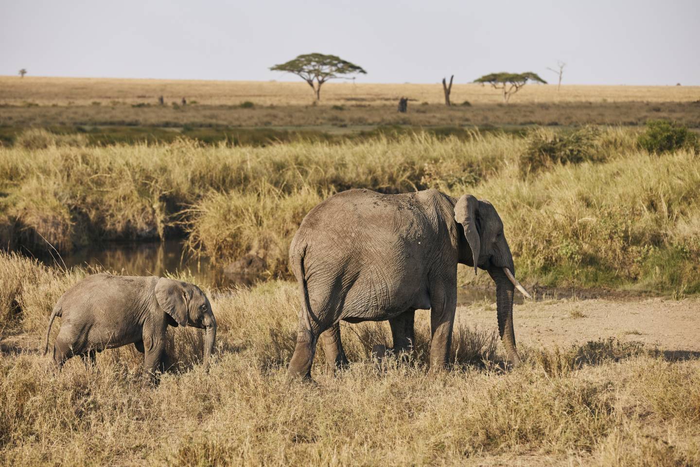 Elephants, Tanzania