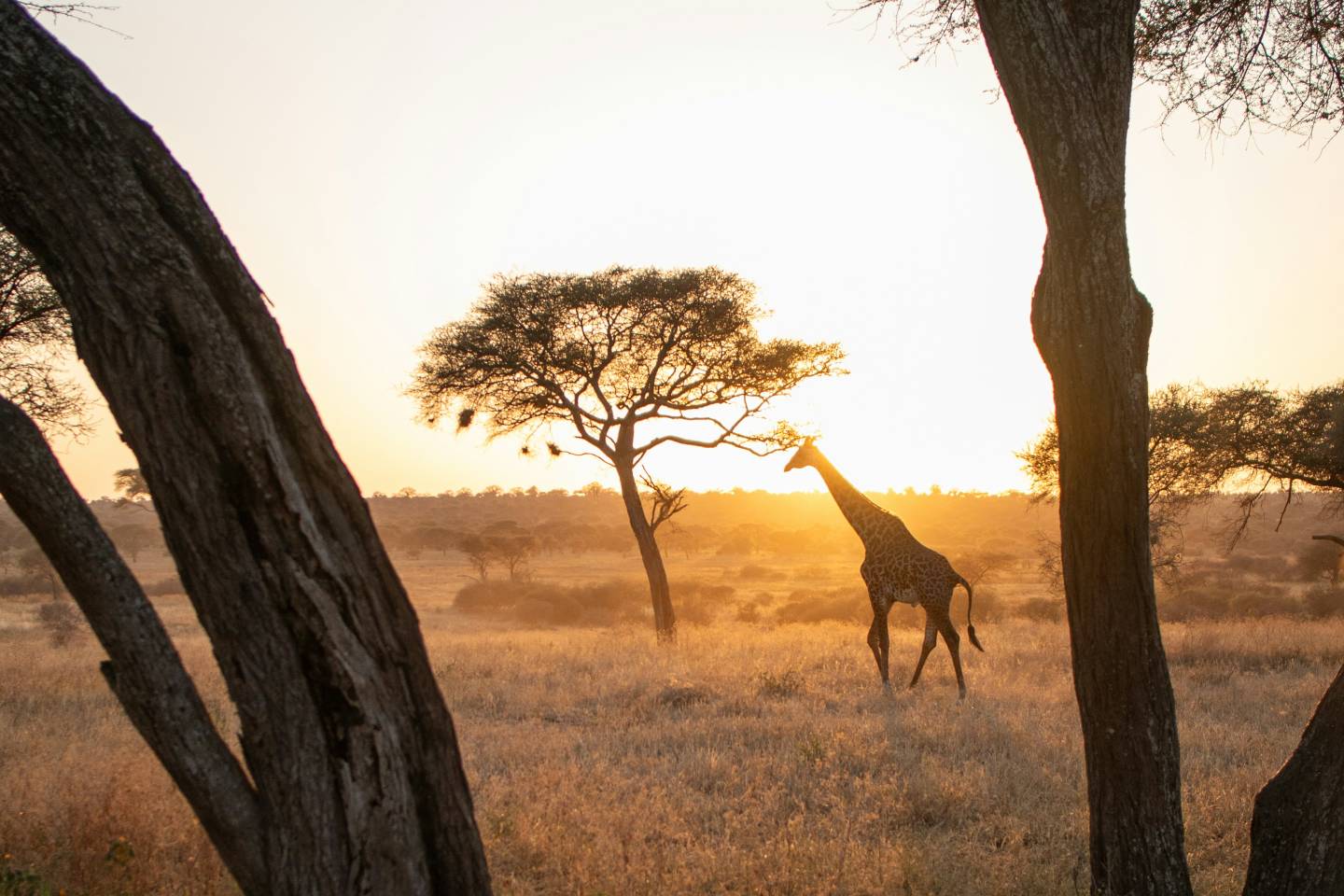 Giraffe, Serengeti National Park