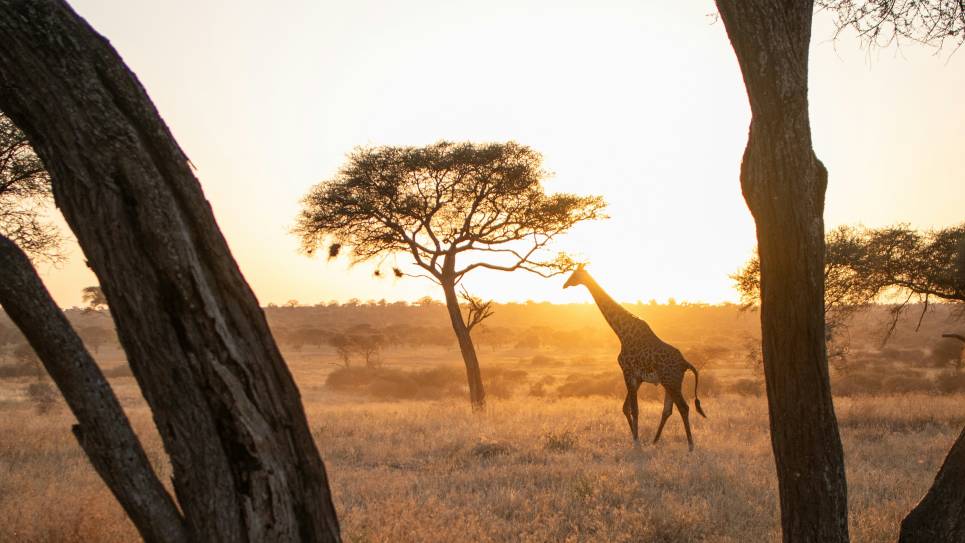 Giraffe, Serengeti National Park